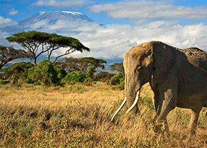 kilimanjaro